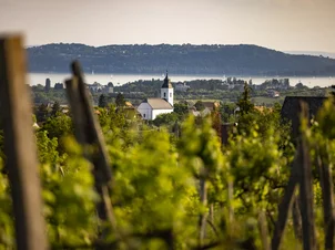 Szüret van – Kirándulj festői szőlőtőkék között! 