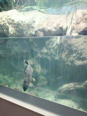 Bodorka Balatoni Vízivilág Látogatóközpont