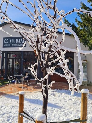 Csikótojás - Reggeliző, fagylaltozó, kávézó