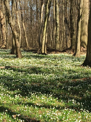 Dobogó erdő tanösvény (Tőzikés)