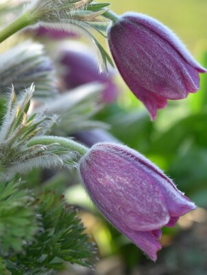 Gyógynövény-völgy Látogató- és Oktatóközpont