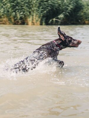 Keszthelyi Kutyás Park, Piknikkert és Strand 