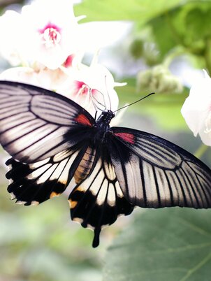 Múzeum Zoo lepke- és egzotikus hüllőkiállítás