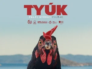 Tyúk